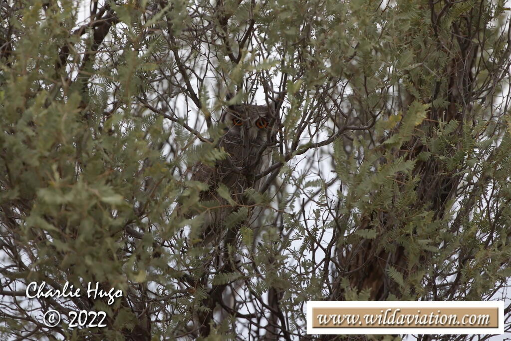 Kgalagadi 2022 AK7Z3551