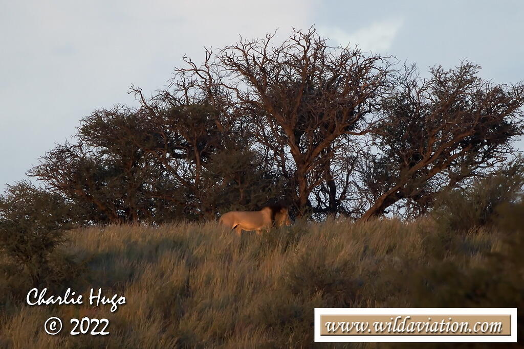 Kgalagadi 2022 CP5O8242