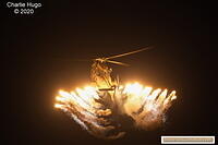 Armed Forces Day 2020