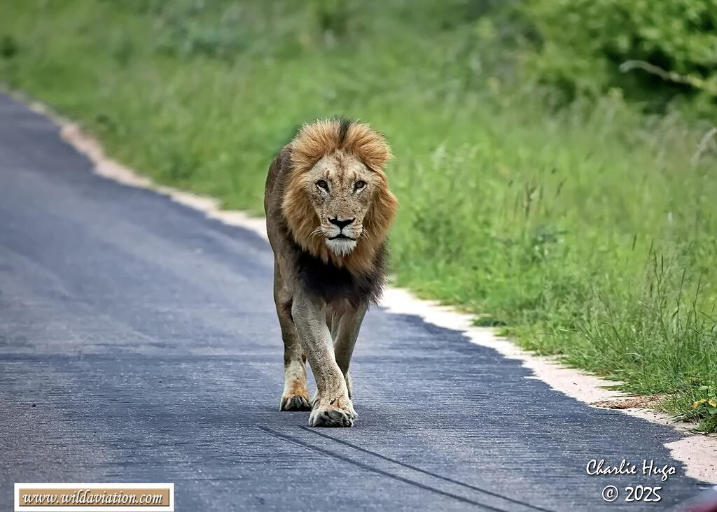 KNP Dec 2025 029A2791