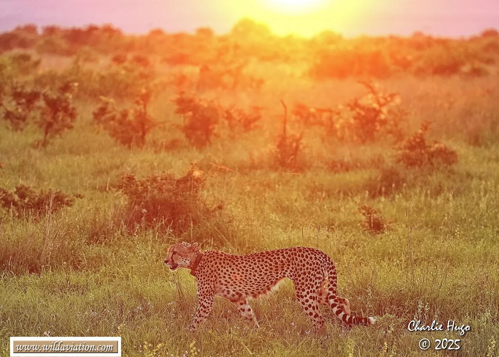 KNP Dec 2025 029A3074