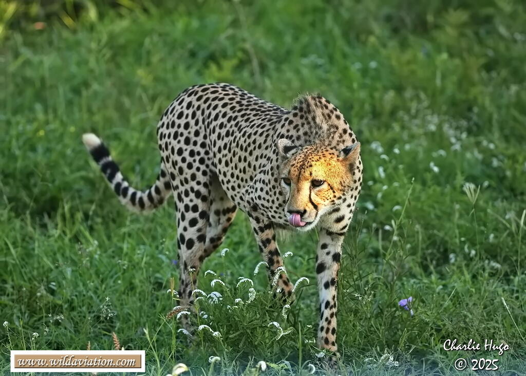 KNP Dec 2025 029A3225