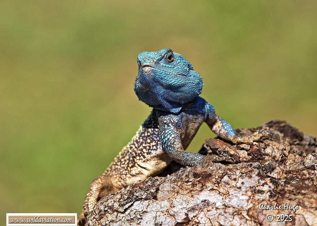 KNP Dec 2025 3B6A2616