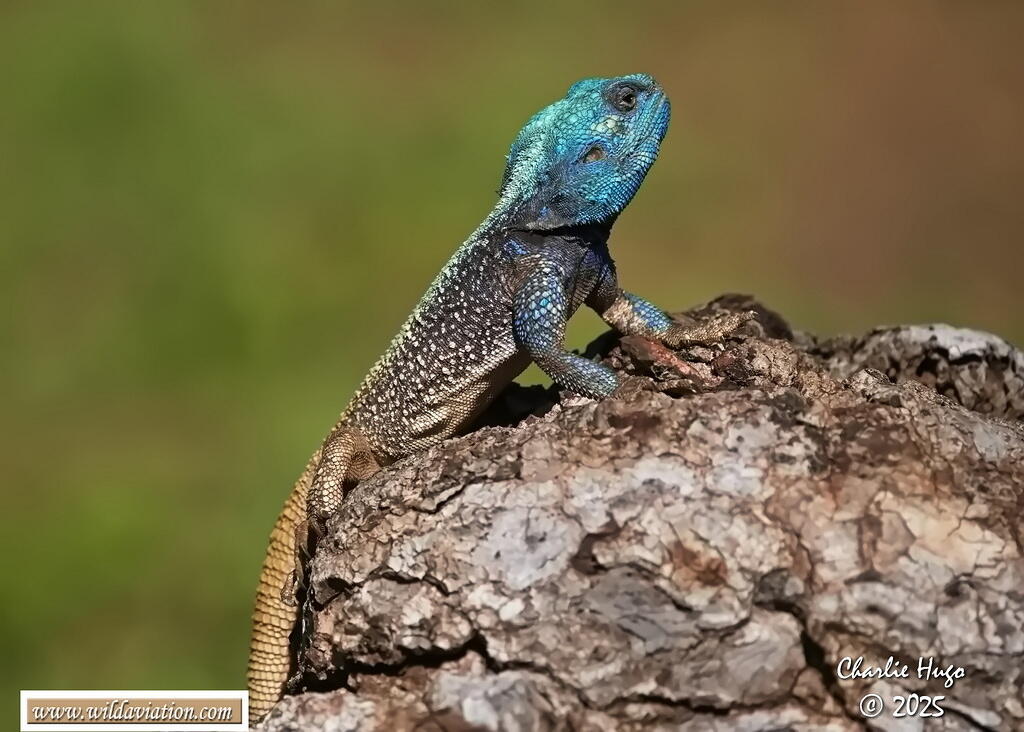 KNP Dec 2025 3B6A2655