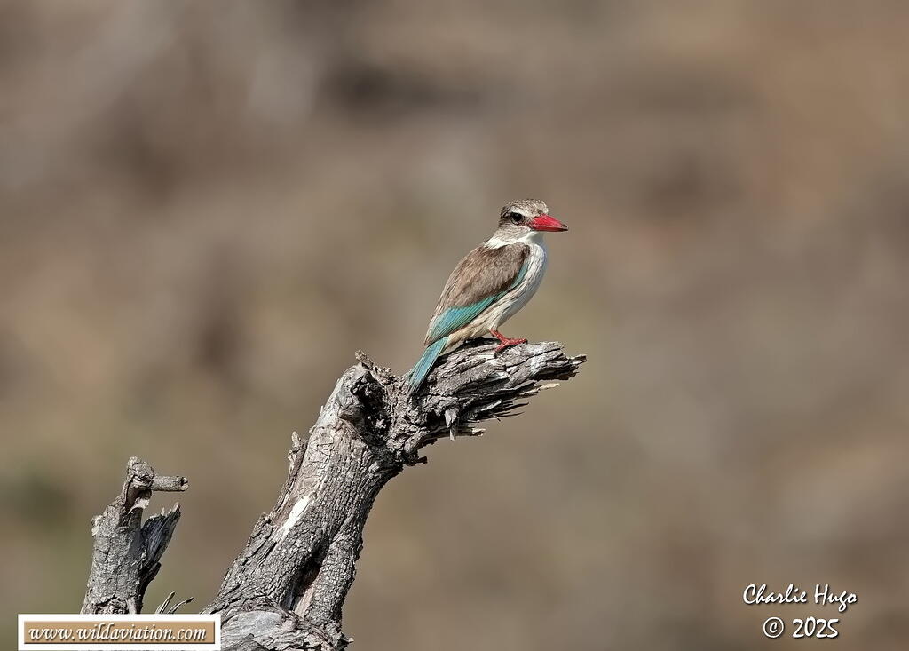 Ngwenya KNP 09-2025 029A6426