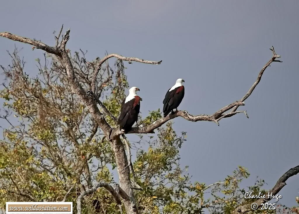 Ngwenya KNP 09-2025 029A7266